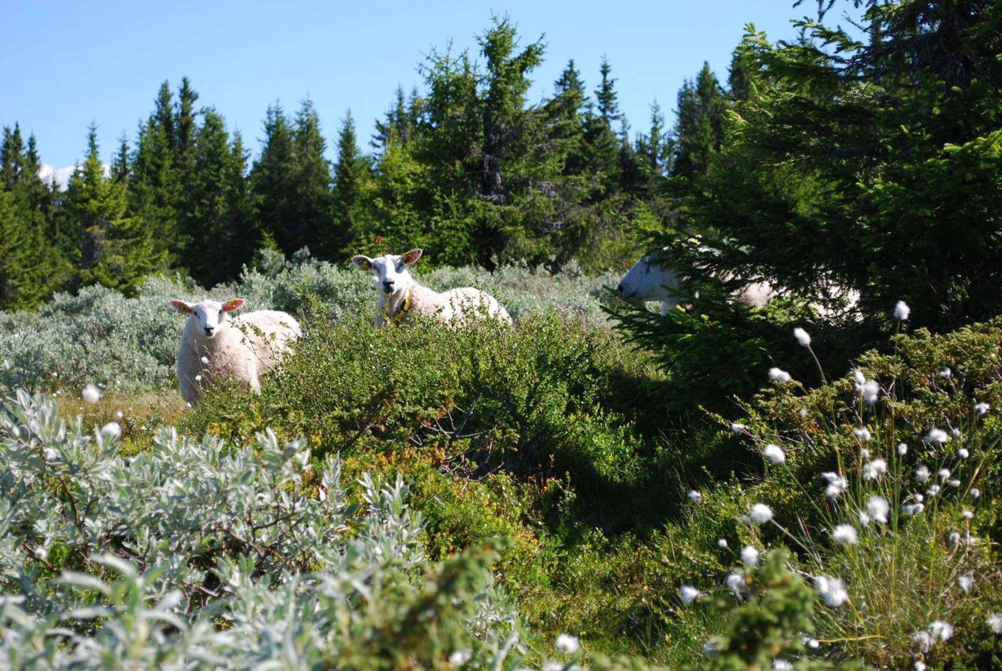 Nordseter Fjellpark, Hyttegrend Dış mekan fotoğraf